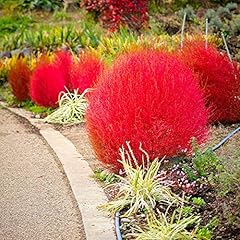 Outsidepride kochia trichophyl for sale  Delivered anywhere in USA 