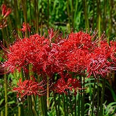 Stück blutblume lycoris gebraucht kaufen  Wird an jeden Ort in Deutschland