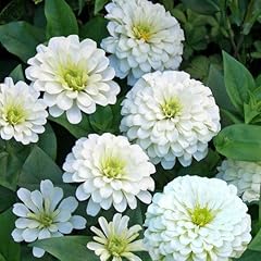 Zinnia fior dahlia usato  Spedito ovunque in Italia 