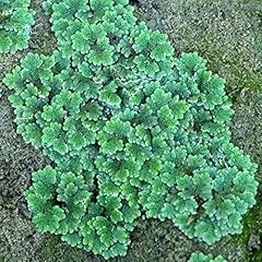 Azolla filiculoides live for sale  Delivered anywhere in USA 