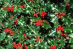 Holly hedging plants for sale  Delivered anywhere in UK