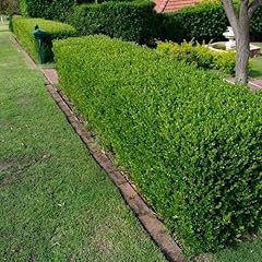 Wintergreen japanese boxwood for sale  Delivered anywhere in USA 