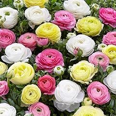 Pastel mixed ranunculus for sale  Delivered anywhere in USA 