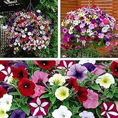 Petunia flower plants for sale  Delivered anywhere in Ireland