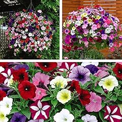 Petunia flower plants for sale  Delivered anywhere in Ireland