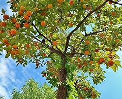 American persimmon tree for sale  Delivered anywhere in USA 