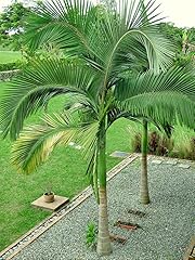 Archontophoenix alexandrae see for sale  Delivered anywhere in USA 