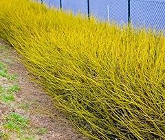 Yellow twig dogwood for sale  Delivered anywhere in USA 