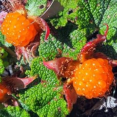 Raspberry plant live for sale  Delivered anywhere in USA 