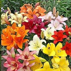 Asiatic lilies mix for sale  Delivered anywhere in USA 