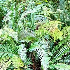 Fern plant bare for sale  Delivered anywhere in USA 
