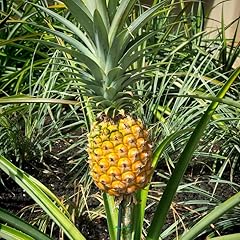 Gold pineapple plants for sale  Delivered anywhere in USA 