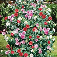 Camellia tricolour red for sale  Delivered anywhere in UK