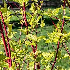 Red stems dogwood for sale  Delivered anywhere in USA 