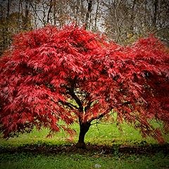 Acer palmatum atropurpureum gebraucht kaufen  Wird an jeden Ort in Deutschland