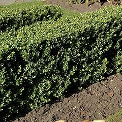 Ilex crenata dark gebraucht kaufen  Wird an jeden Ort in Deutschland