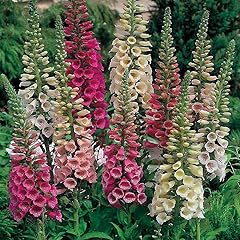 Foxglove digitalis purpurea for sale  Delivered anywhere in UK
