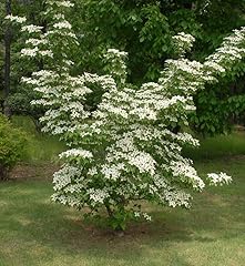 Kousa dogwood tree for sale  Delivered anywhere in USA 