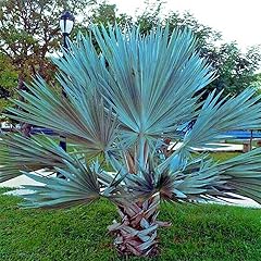 Fresh seeds mexican for sale  Delivered anywhere in USA 