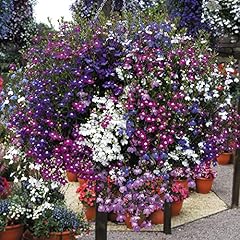 Lobelia garden ready for sale  Delivered anywhere in UK