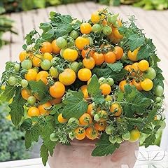Tomato seeds golden for sale  Delivered anywhere in UK