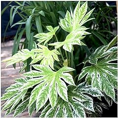 Fatsia japonica japanese for sale  Delivered anywhere in UK