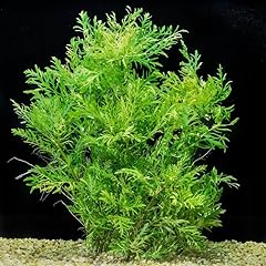 Water wisteria aquarium for sale  Delivered anywhere in USA 