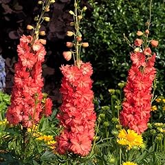 Delphinium consolida red for sale  Delivered anywhere in UK