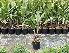 Palma californiana"Washingtonia filifera" pianta in vaso ø16 cm h. 50/60 cm FOTO REALI usato  Spedito ovunque in Italia 