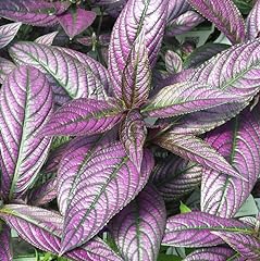 Live persian shield for sale  Delivered anywhere in USA 