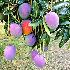 Exotic plantss mango for sale  Delivered anywhere in USA 