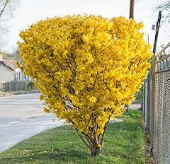 Lynwood gold forsythia for sale  Delivered anywhere in USA 