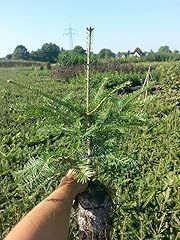 3st weißtanne 60cm gebraucht kaufen  Wird an jeden Ort in Deutschland