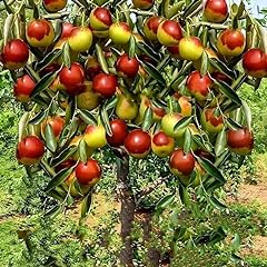 Nourishing jujube tree for sale  Delivered anywhere in USA 
