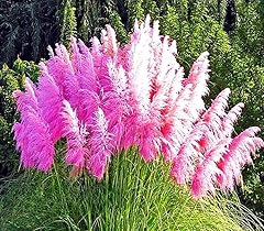 Pampas grass pink for sale  Delivered anywhere in UK