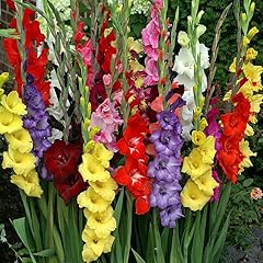 Mixed gladiolus flower for sale  Delivered anywhere in USA 