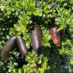 Grafted pink finger for sale  Delivered anywhere in USA 