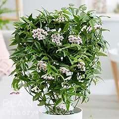 Plant theory 45cm for sale  Delivered anywhere in UK
