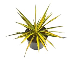 Greenwood nursery live for sale  Delivered anywhere in USA 