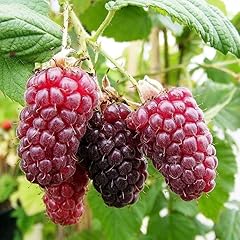 Plant theory tayberry for sale  Delivered anywhere in UK