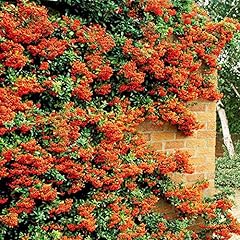 Orange firethorn hedging for sale  Delivered anywhere in UK