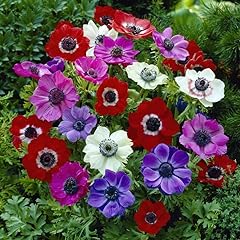 Votaniki anemone caen for sale  Delivered anywhere in USA 