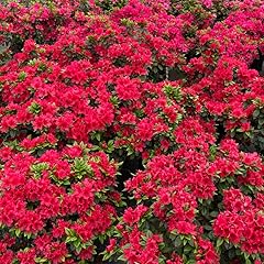 Red reblooming azalea for sale  Delivered anywhere in USA 