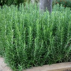 Rosemary officinalis rosemary for sale  Delivered anywhere in UK