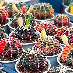 Rare cactus seed for sale  Delivered anywhere in USA 