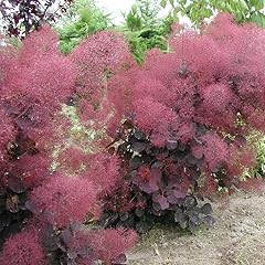 Velveteeny dwarf purple for sale  Delivered anywhere in USA 
