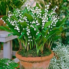 Eden brothers lily for sale  Delivered anywhere in USA 