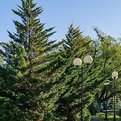 Improved leyland cypress for sale  Delivered anywhere in USA 