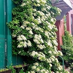 Vining hydrangea plant for sale  Delivered anywhere in USA 