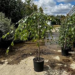 Betula pendula youngii for sale  Delivered anywhere in UK